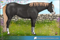 Horse Color:Liver Chestnut Splash 
