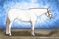 Horse Color:Chestnut Appaloosa 
