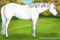 Horse Color:Gray White Spotted Palomino Dun