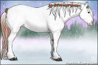 Horse Color:Brown Appaloosa 