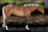 Horse Color:Silver Bay Rabicano 