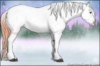 Horse Color:Brown Tobiano Appaloosa 