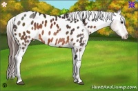 Horse Color:Brown Appaloosa