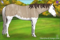 Horse Color:Classic Champagne Ice Splash 