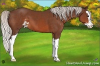 Horse Color:Silver Brown Sabino Splash 
