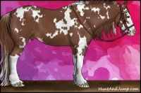 Horse Color:White Spotted Chestnut Splash 