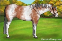 Horse Color:White Spotted Bay 