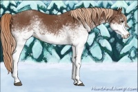 Horse Color:White Spotted Chestnut 