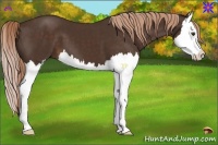 Horse Color:Liver Chestnut Splash 