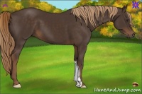 Horse Color:Liver Chestnut 