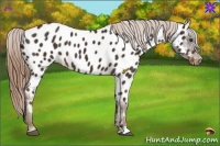 Horse Color:Liver Chestnut Near Leopard 