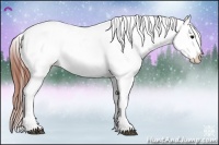 Horse Color:Brown Appaloosa 