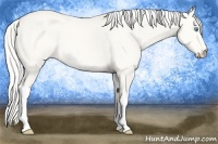 Horse Color:Cremello Dun 