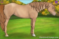 Horse Color:Gold Champagne Rabicano 