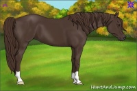 Horse Color:Liver Chestnut 