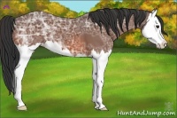 Horse Color:Bay Ice Splash 