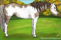 Horse Color:Plaid  Liver Red Dun Splash Frame 