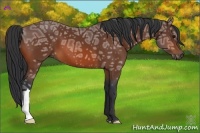 Horse Color:Bay Ice 