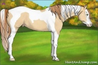 Horse Color:Gold Champagne Dun Splash Tobiano 