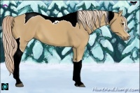 Horse Color:Palomino Sabino Tobiano 