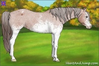 Horse Color:White Spotted Bay Roan Appaloosa