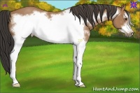 Horse Color:White Spotted Buckskin Frame 