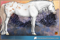Horse Color:Gold Champagne Appaloosa 