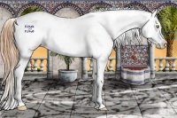 Horse Color:Gold Champagne Appaloosa