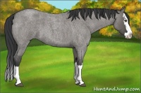 Horse Color:Grullo Roan Splash