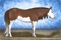 Horse Color:Liver Chestnut Splash 