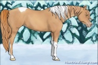 Horse Color:Gold Champagne Tobiano