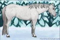Horse Color:Grullo Roan Appaloosa