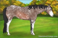 Horse Color:Bay Ice Sabino 