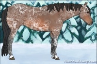 Horse Color:Bay Ice 