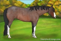 Horse Color:Bay Roan 