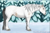 Horse Color:White Spotted Buckskin Tobiano 