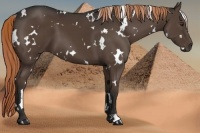 Horse Color:White Spotted Liver Chestnut 