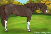 Horse Color:Liver Chestnut 