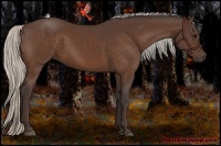 Horse Color:Silver Bay 