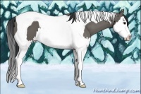 Horse Color:Grullo Splash Tobiano 