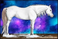 Horse Color:Grullo Appaloosa 