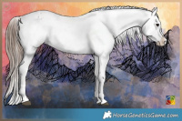 Horse Color:Grullo Appaloosa 