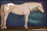 Horse Color:Chestnut Appaloosa