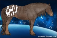 Horse Color:Liver Chestnut Sabino Appaloosa 