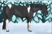 Horse Color:Black Tobiano 
