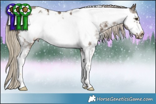 Horse Color:Chocolate Palomino Sabino Frame Appaloosa 