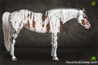 Horse Color:Bay Splash Tobiano Appaloosa Brindle