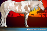 Horse Color:White Spotted Liver Chestnut Pearl 