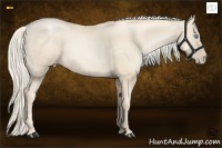 Horse Color:Gold Cream Champagne Pearl 