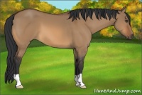 Horse Color:Bay Dun